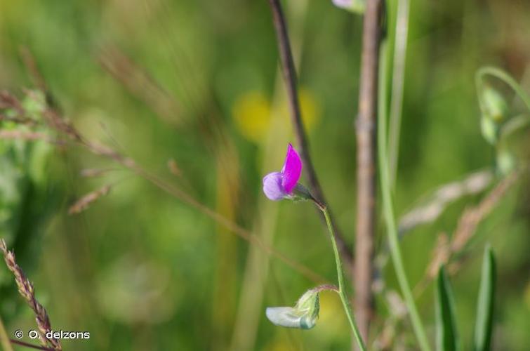 <i>Lathyrus hirsutus</i> L., 1753 © O. delzons