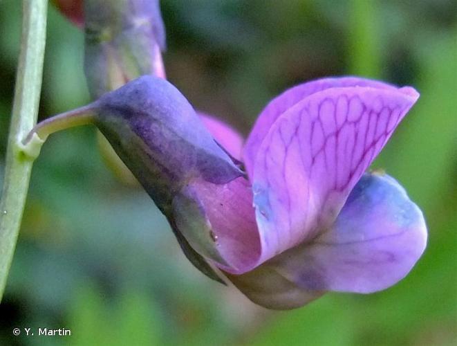 <i>Lathyrus linifolius</i> (Reichard) Bässler, 1971 © Y. Martin