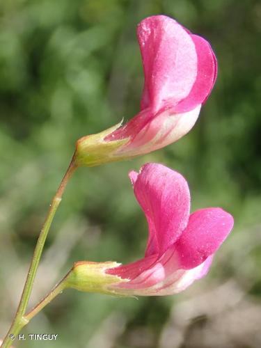 <i>Lathyrus nissolia</i> L., 1753 © H. TINGUY