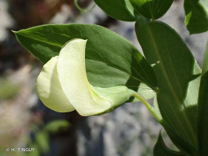 <i>Lathyrus ochrus</i> (L.) DC., 1805 © H. TINGUY