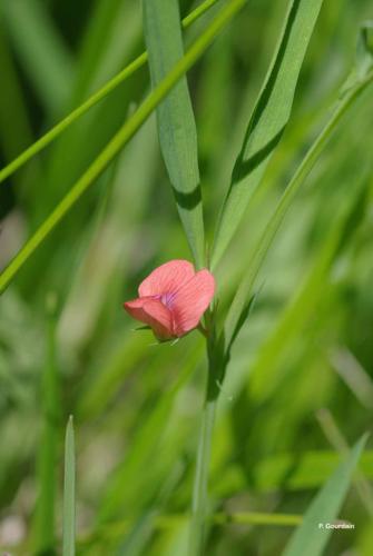 <i>Lathyrus sphaericus</i> Retz., 1783 © P. Gourdain