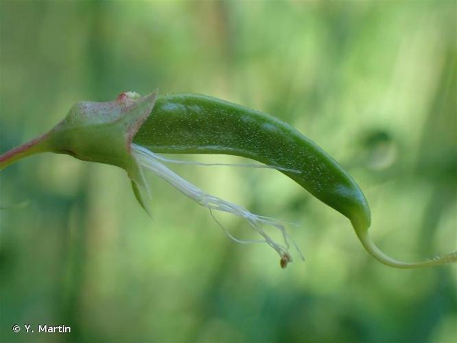 <i>Lathyrus tuberosus</i> L., 1753 © Y. Martin