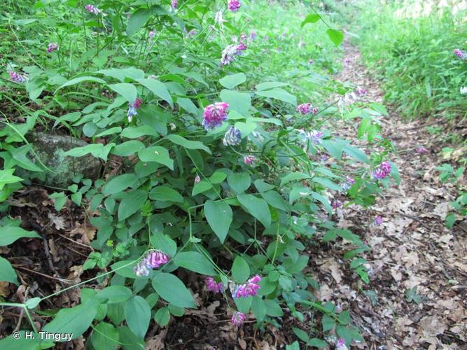 <i>Lathyrus venetus</i> (Mill.) Wohlf., 1892 © H. Tinguy