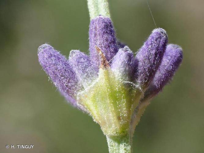 <i>Lavandula angustifolia</i> Mill., 1768 © H. TINGUY