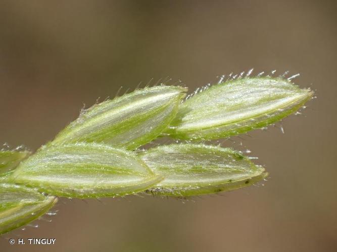 <i>Leersia oryzoides</i> (L.) Sw., 1788 © H. TINGUY