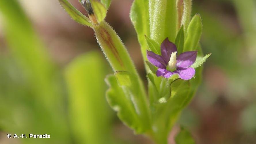 <i>Legousia hybrida</i> (L.) Delarbre, 1800 © A.-H. Paradis