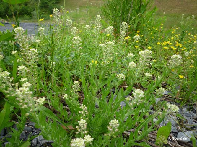 <i>Lepidium campestre</i> (L.) W.T.Aiton, 1812 © P. Gourdain