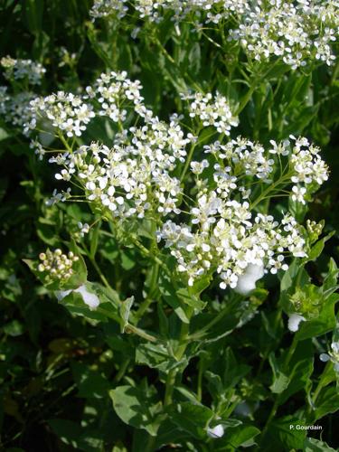 <i>Lepidium draba</i> L., 1753 © P. Gourdain