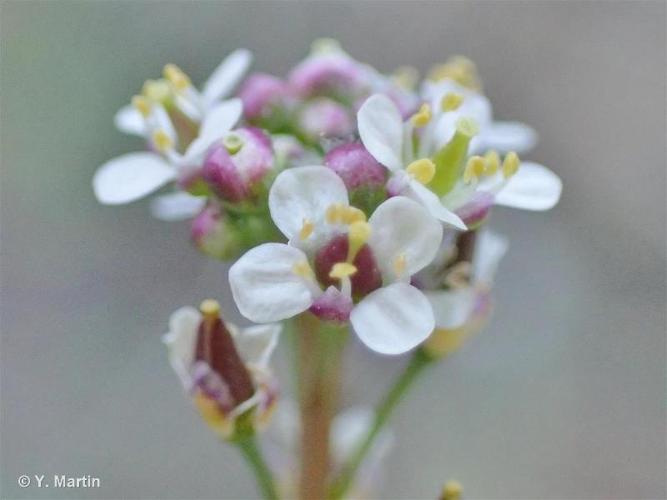 <i>Lepidium graminifolium</i> L., 1759 © 