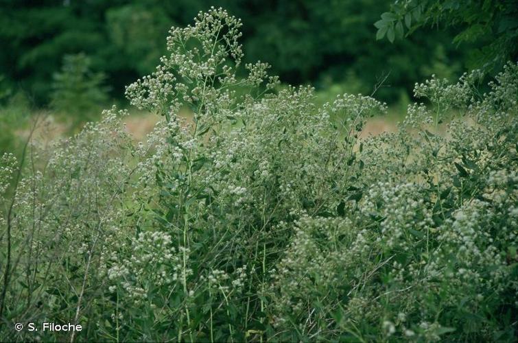 <i>Lepidium latifolium</i> L., 1753 © S. Filoche