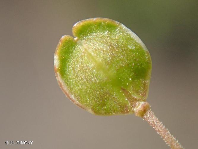 <i>Lepidium virginicum</i> L., 1753 © H. TINGUY