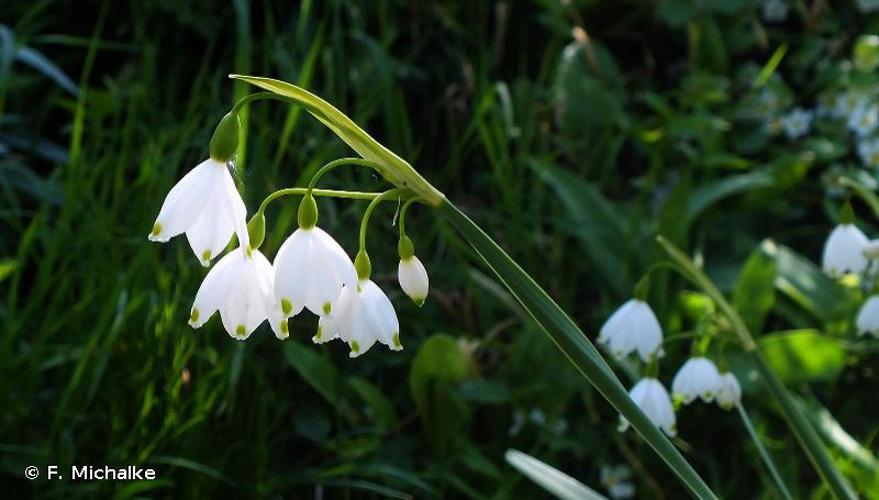 <i>Leucojum aestivum</i> L., 1759 © F. Michalke