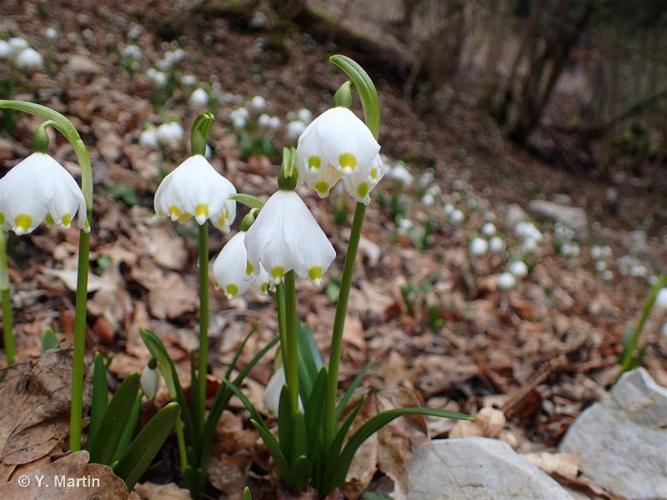 <i>Leucojum vernum</i> L., 1753 © 