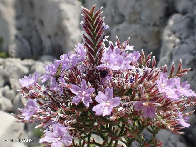 <i>Limonium cordatum</i> (L.) Mill., 1768 © H. TINGUY