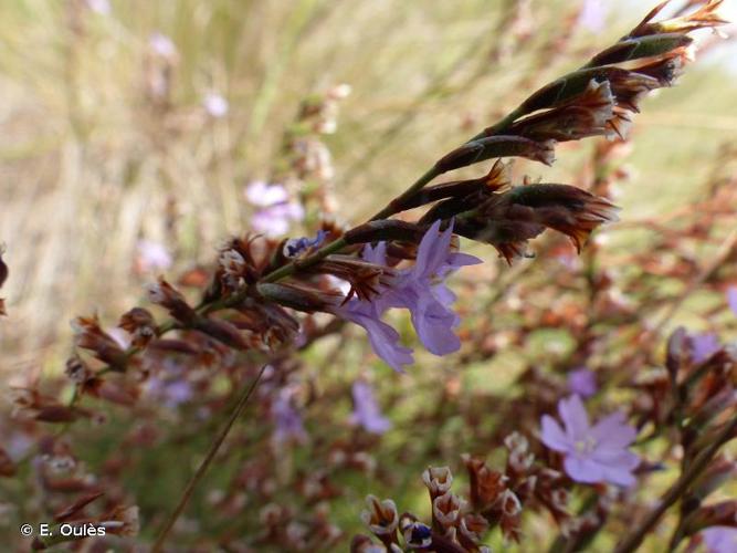 <i>Limonium cuspidatum</i> (Delort) Erben, 1978 © E. Oulès