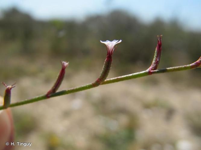 <i>Limonium echioides</i> (L.) Mill., 1768 © H. Tinguy