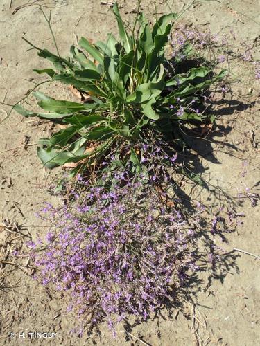 <i>Limonium narbonense</i> Mill., 1768 © H. TINGUY