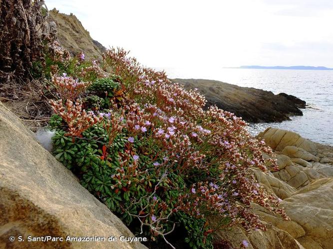 <i>Limonium pseudominutum</i> Erben, 1988 © S. Sant/Parc Amazonien de Guyane