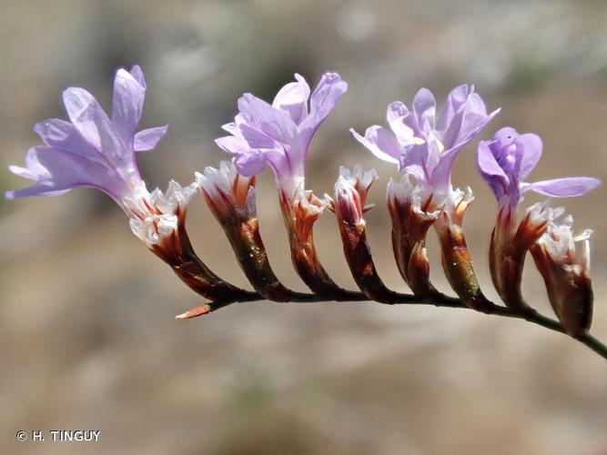 <i>Limonium virgatum</i> (Willd.) Fourr., 1869 © H. TINGUY