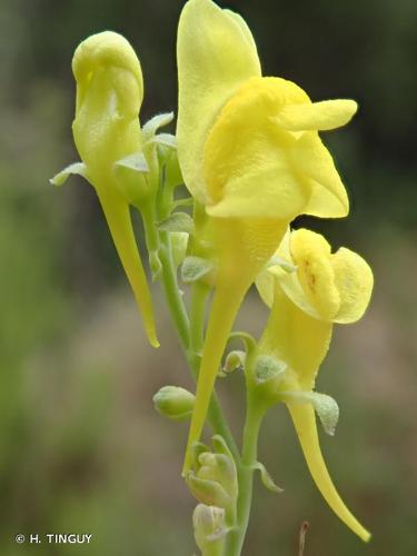 <i>Linaria angustissima</i> (Loisel.) Borbás, 1900 © H. TINGUY