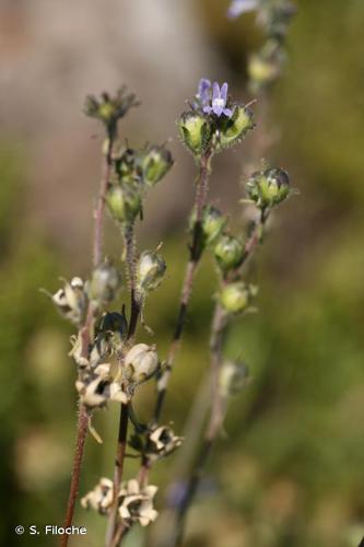 <i>Linaria arvensis</i> (L.) Desf., 1799 © S. Filoche