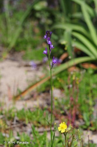 <i>Linaria pelisseriana</i> (L.) Mill., 1768 © A.-H. Paradis