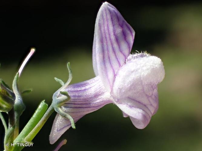 <i>Linaria repens</i> (L.) Mill., 1768 © H. TINGUY