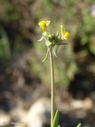 <i>Linaria simplex</i> (Willd.) DC., 1805 © P. Rouveyrol