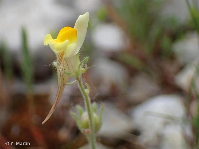 <i>Linaria supina</i> (L.) Chaz., 1790 © 