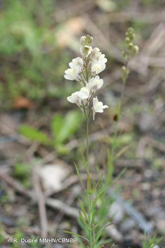 <i>Linaria </i>x<i> sepium</i> G.J.Allman, 1843 © R. Dupré MNHN/CBNBP