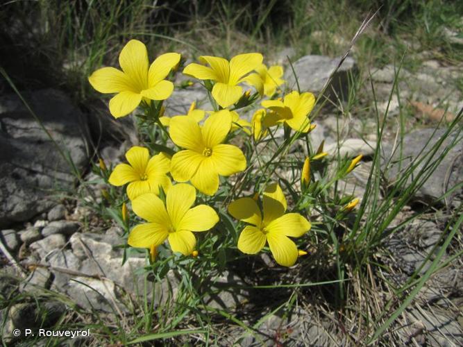 <i>Linum campanulatum</i> L., 1753 © P. Rouveyrol