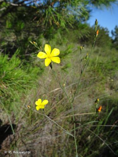 <i>Linum maritimum</i> L., 1753 © P. Rouveyrol