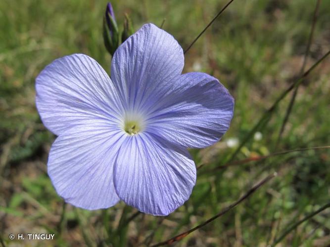 <i>Linum narbonense</i> L., 1753 © H. TINGUY