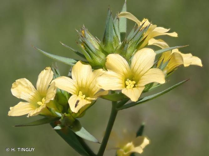 <i>Linum strictum</i> L., 1753 © H. TINGUY