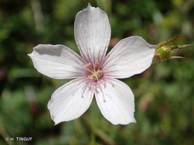 <i>Linum tenuifolium</i> L., 1753 © H. TINGUY