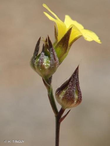 <i>Linum trigynum</i> L., 1753 © H. TINGUY