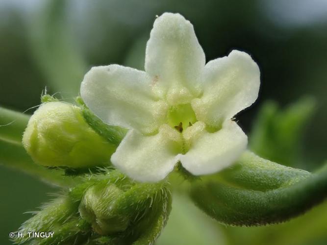 <i>Lithospermum officinale</i> L., 1753 © H. TINGUY