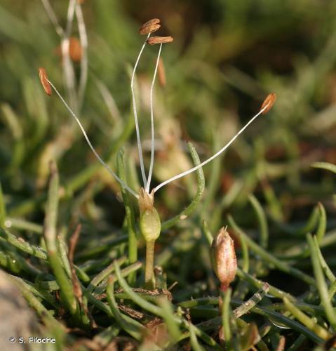 <i>Littorella uniflora</i> (L.) Asch., 1864 © S. Filoche