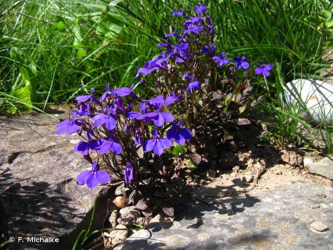 <i>Lobelia erinus</i> L., 1753 © F. Michalke