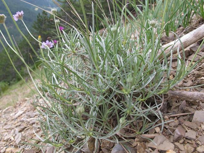 <i>Lomelosia graminifolia</i> (L.) Greuter & Burdet, 1985 © H. Tinguy