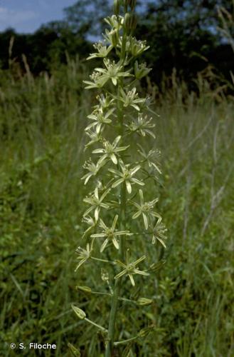 <i>Loncomelos pyrenaicus</i> (L.) Hrouda, 1988 © S. Filoche