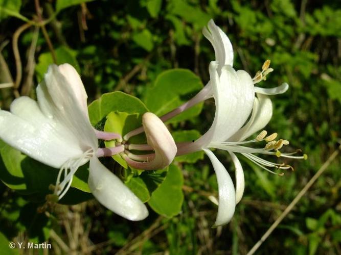 <i>Lonicera caprifolium</i> L., 1753 © 