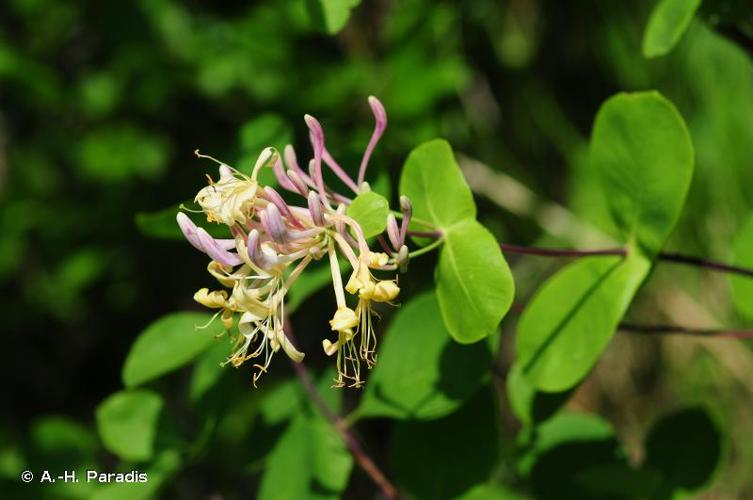 <i>Lonicera etrusca</i> Santi, 1795 © A.-H. Paradis