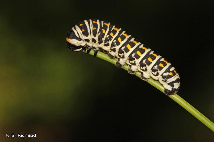 <i>Papilio alexanor</i> Esper, 1800 © S. Richaud