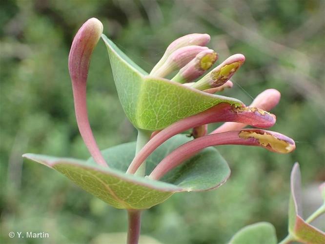 <i>Lonicera implexa</i> Aiton, 1789 © 