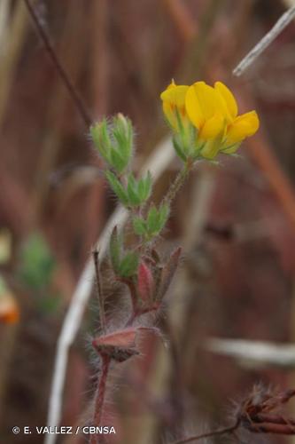 <i>Lotus hispidus</i> Desf. ex DC., 1805 © E. VALLEZ / CBNSA