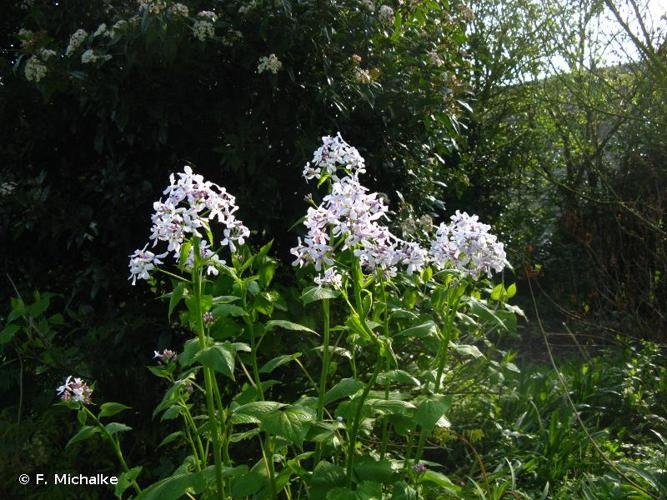 <i>Lunaria rediviva</i> L., 1753 © F. Michalke