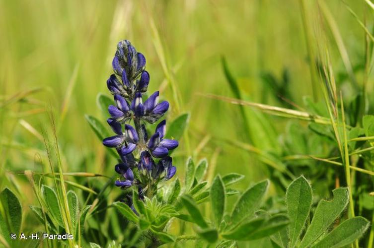 <i>Lupinus micranthus</i> Guss., 1828 © A.-H. Paradis