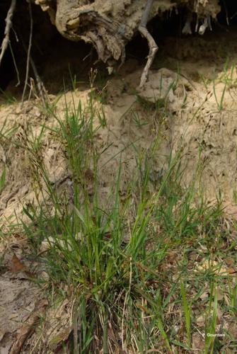 <i>Luzula forsteri</i> (Sm.) DC., 1806 © P. Gourdain