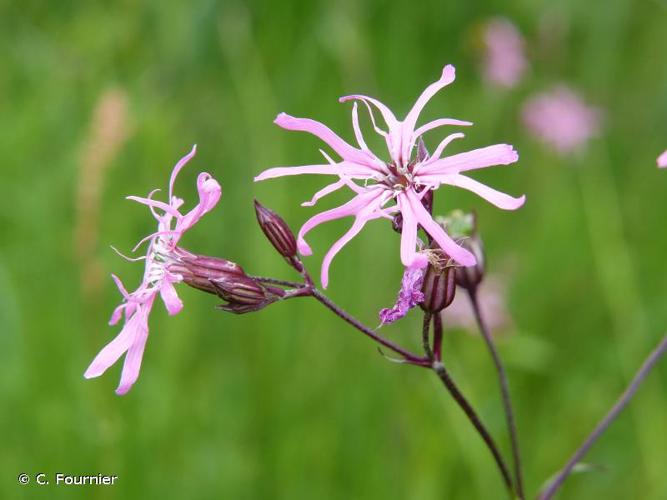 <i>Lychnis flos-cuculi</i> L., 1753 © C. Fournier